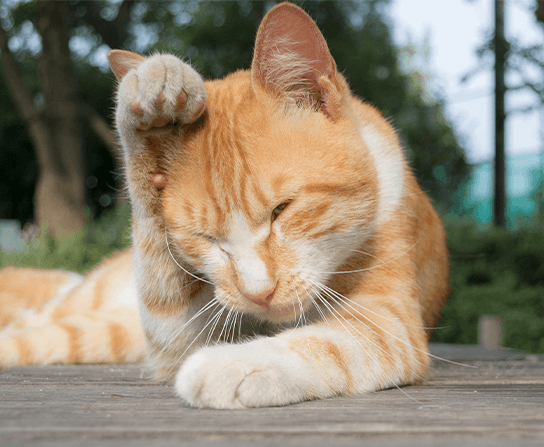 Allergy Testing & Treatment