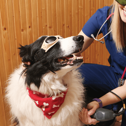 Acupuncture & Laser Therapy