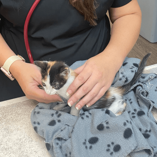 Wellness & Vaccinations